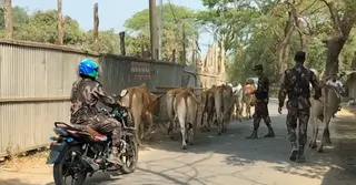 রামু-নাইক্ষ্যংছড়ি সীমান্তে চোরাকারবারে ভাটা; তবুও ষড়যন্ত্রে তৎপর মাফিয়া গ্রুপ ‘অধরা’